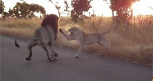 Clip: Sư tử cái trút cơn thịnh nộ lên 'chúa sơn lâm'