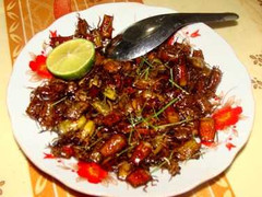 Bọ xít - món ‘đặc sản’ của một ngôi làng ở thủ đô