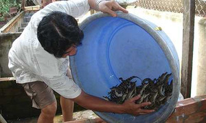 Thương lái Trung Quốc 'thổi giá' cá sấu