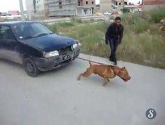 Sức mạnh phi thường của chó pitbull