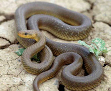 Hàng chục con rắn xuất hiện trên mái nhà, đe dọa trẻ em