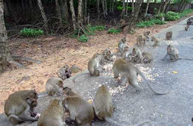 Chuyện thú vị ở hòn đảo của 'tề thiên đại thánh'