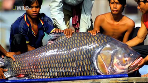 Huyền thoại loài cá thiêng khổng lồ trên dòng Cửu Long