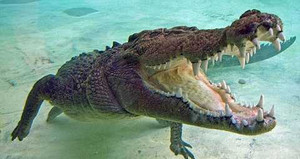 Đau lòng, đi bơi bị cá sấu ăn thịt