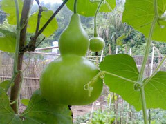 4 bài thuốc đơn giản giúp quý ông phong độ