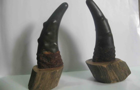 Sừng tê giác chữa ung thư: Đâu là sự thật?