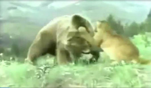 Clip: Gấu 'khủng' bị báo sư tử vả liên hồi