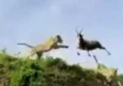 Sư tử tung mình vồ linh dương giữa không trung