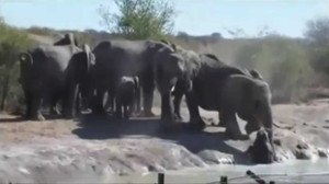 Clip: Cả đàn voi chật vật giúp voi con sa lầy