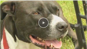 Video: Chú chó thông minh gọi 911 để cứu chủ