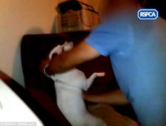 Phẫn nộ thiếu niên bạo hành chó, mèo