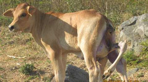 Ly kỳ chuyện bê 6 chân, nửa đực nửa cái ở Khánh Hòa