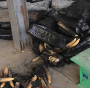 Bắt giữ hơn 1 tấn ngà voi ngụy trang trong than củi