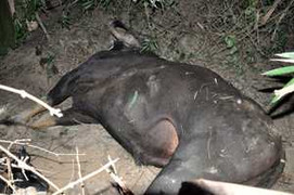 Bò tót húc 5 người thương vong ở Quảng Nam đã chết