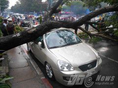 TPHCM: Cây xanh ngã đổ đè bẹp hàng loạt ô tô