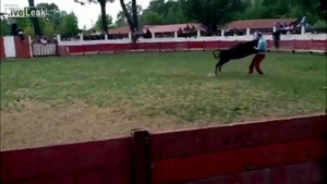 Clip: Liều lĩnh khiêu khích bị bò húc chí mạng