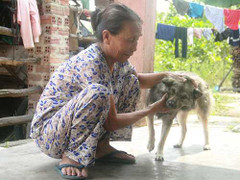 Kỳ lạ ngôi làng nửa thế kỷ vắng tiếng gâu gâu