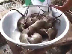 Đặc sản thịt chuột Việt Nam gây kinh hãi trên báo nước ngoài