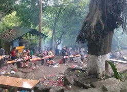 Những chuyện kỳ dị quanh 'cây thần kỳ 3 gốc, 1 ngọn'