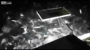 Clip: Đánh cá bằng thuốc nổ