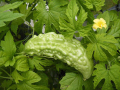 Tác dụng phụ không ngờ của mướp đắng