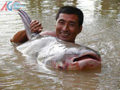 Khúc sông của những ‘thủy quái’ khổng lồ