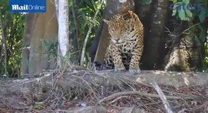 Clip: Liều mình lao xuống sông săn rái cá, báo đốm thất bại ê chề