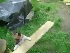 Chú chó 'tự kỷ' chơi súng bắn bóng siêu ngộ nghĩnh