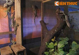 Côn trùng đẻ ra tiền tỷ