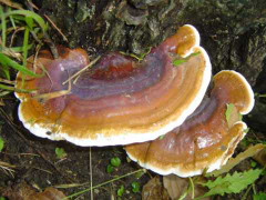 Nấm lim xanh có thật chữa bách bệnh?