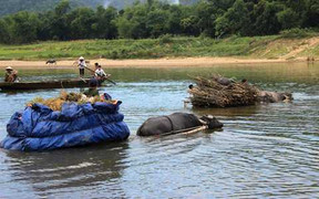 Những cỗ xe trâu vượt sông kiểu đánh đu tính mạng