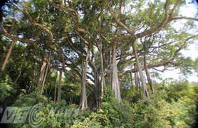 Cây đa Sơn Trà 800 tuổi thành di sản Việt Nam