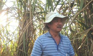 Mạnh tay chi nghìn tỷ, bầu Đức đi nuôi bò