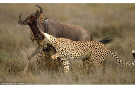 Clip: Mon men cướp mồi của báo đốm, linh cầu bị tát tới tấp