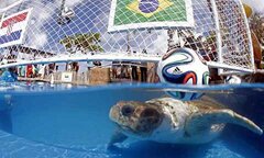 Thay bạch tuộc Paul, rùa tiên tri lên ngôi ở World Cup