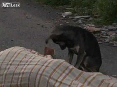 Chú chó trung thành không rời xác chủ bị ám sát khiến dân mạng xúc động