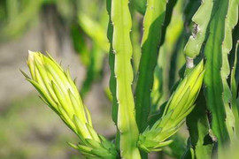 Trò hiểm độc mới của thương lái Trung Quốc