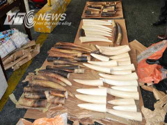 Bắt giữ lô ngà voi 'khủng' đi máy bay từ Châu Phi về Việt Nam