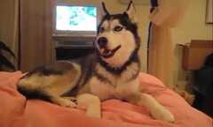 Kinh ngạc chó Husky nói 'I love You'