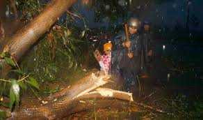 Hai mẹ con bị cây đổ đè chết trong mưa dông