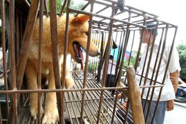 Bệnh dại có nguy cơ lan rộng