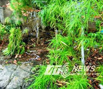 Phát hiện 'vườn cần sa' tươi tốt giữa Sài Gòn