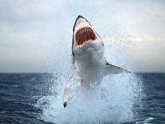 Clip: Kinh hoàng vừa nhảy xuống biển gặp cá mập trắng