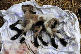 Con dê 8 chân, 2 bộ phận sinh dục