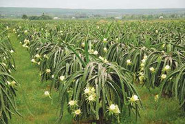 Bí ẩn thương lái Trung Quốc thu mua búp thanh long