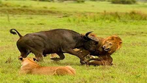 Giằng co yếu thế, 'chúa sơn lâm' tháo chạy trước trâu rừng