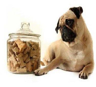 Mời học sinh ăn thức ăn cho chó, cô giáo bị điều tra