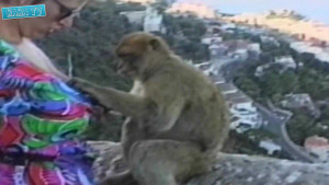 Những tai nạn ngượng chín mặt khi gần gũi động vật