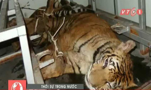 Bị truy đuổi, vất 2 con hổ còn sống xuống đường