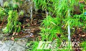 Phạt hành chính chủ 'vườn cần sa' giữa lòng Sài Gòn